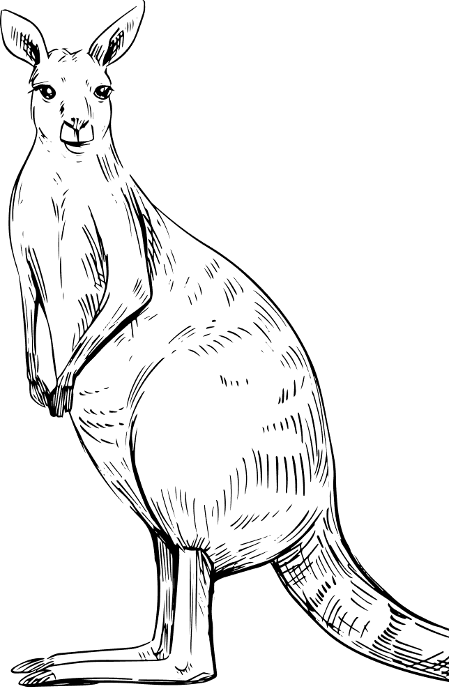 kangaroo